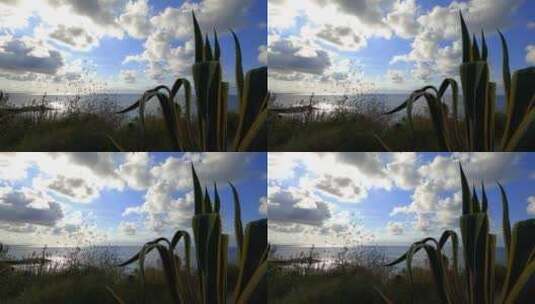 植物前景的海边云层素材高清在线视频素材下载