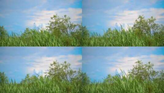 唯美清新的芦苇青草与蓝色天空慢动作升格高清在线视频素材下载