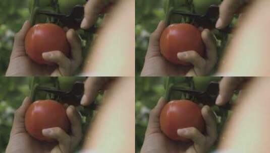 用剪刀剪下红色的西红柿高清在线视频素材下载
