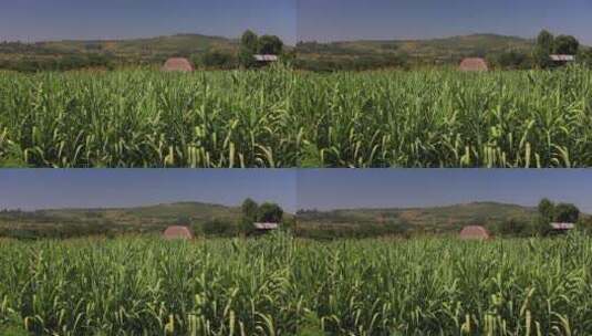 高大的野草生长在开阔的田野里高清在线视频素材下载