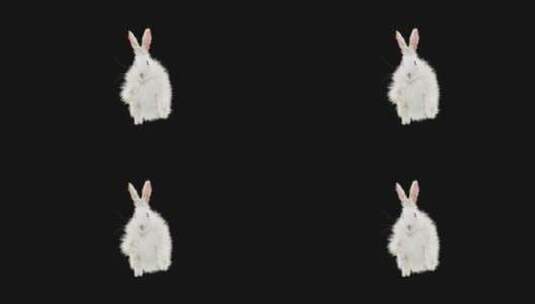 黑色背景前跳舞的兔子动画高清在线视频素材下载