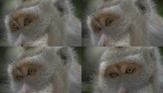 猕猴眼睛特写高清在线视频素材下载