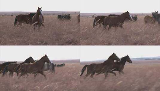 草原上的野马奔跑高清在线视频素材下载