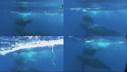座头鲸缠绕在渔具上的水下镜头高清在线视频素材下载
