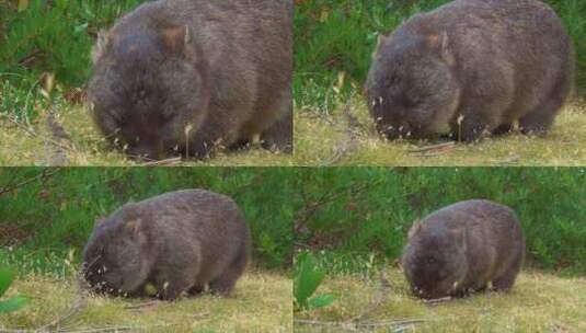 一只袋熊在草地上吃草高清在线视频素材下载