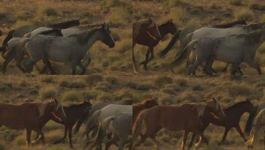 野马群在草原上奔跑高清在线视频素材下载