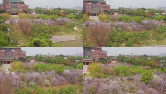 广州华南农业大学紫荆花高清在线视频素材下载