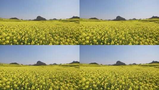 罗平春季油菜花直录空镜头高清在线视频素材下载