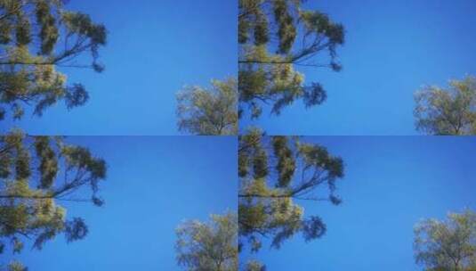 实拍蓝天风吹树枝高清在线视频素材下载