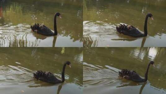 湖水上的黑天鹅高清在线视频素材下载