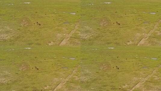 中国新疆巴音布鲁克草原与牛群高清在线视频素材下载