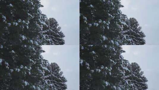 树枝上覆盖着积雪的松树高清在线视频素材下载
