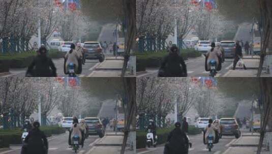 春天樱花树旁的行人与车辆高清在线视频素材下载