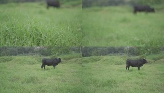 乡村小溪溪流河流牛吃草自然生态环境溪边高清在线视频素材下载