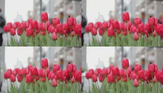 红色郁金香特写花朵鲜艳色彩高清在线视频素材下载