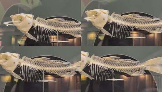 水生物动物骨骼标本高清在线视频素材下载