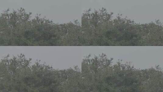 苍鹭栖息地LOG视频素材高清在线视频素材下载