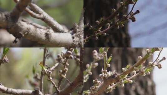 【镜头合集】天气回暖梅花桃花花蕾花苞花高清在线视频素材下载