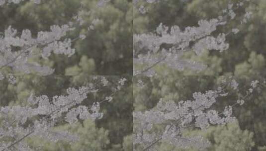 南京江北樱花季节航拍地拍素材高清在线视频素材下载