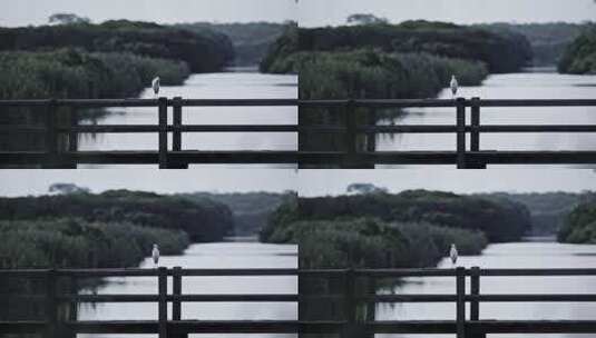 深圳湾鸟类栖息地自然风光视频高清在线视频素材下载