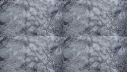 雪景 雾凇高清在线视频素材下载