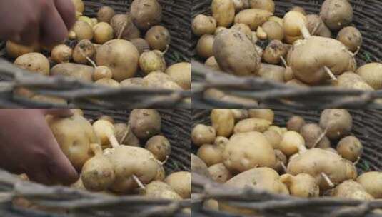 实拍东北农村挖土豆高清在线视频素材下载