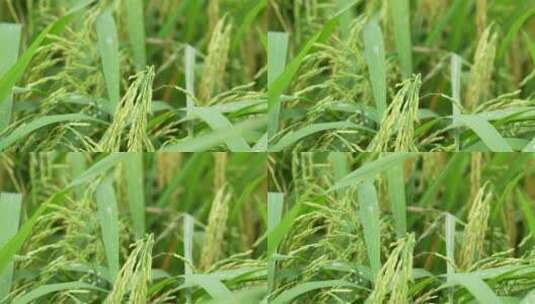 农田里的稻苗高清在线视频素材下载