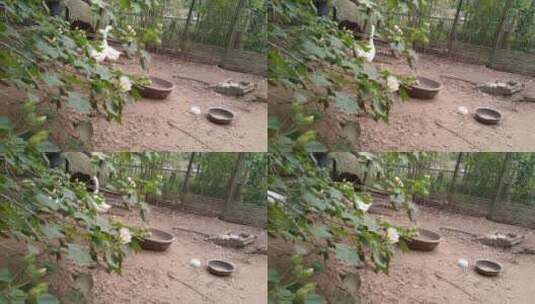 一群养殖的鹅高清在线视频素材下载