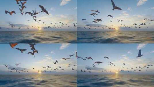海鸥自由飞翔高清在线视频素材下载