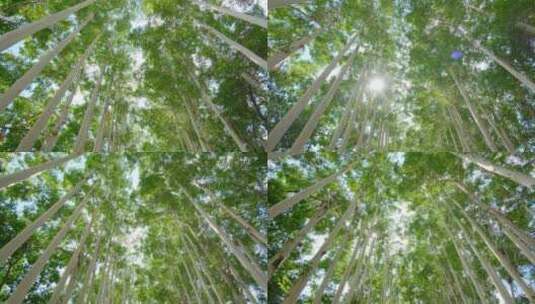 夏天阳光树荫桉树林速生桉高清在线视频素材下载