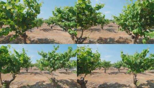 大青枣树现代化温室大棚果园果树栽培高清在线视频素材下载