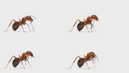 白色背景前蚂蚁的特写高清在线视频素材下载