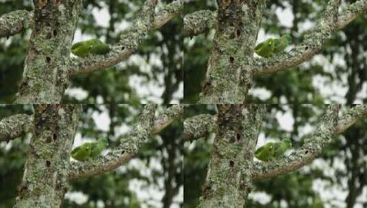 两只鹦鹉互相依偎在树枝上高清在线视频素材下载