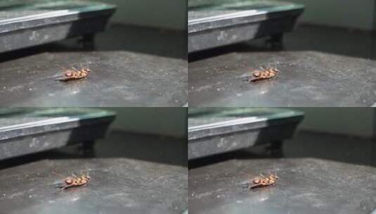 死掉蟑螂下的蚁群高清在线视频素材下载