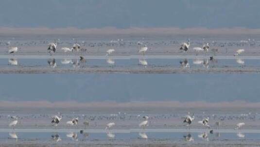 鄱阳湖候鸟视频，白鹤鸣叫 视频原声高清在线视频素材下载