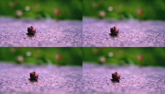 行走的蜗牛高清在线视频素材下载