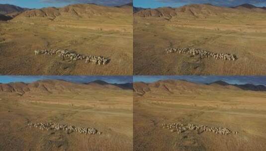 甘肃白银永泰古城牧羊群风光航拍高清在线视频素材下载
