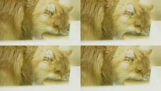 正在喝水的宠物猫金吉拉高清在线视频素材下载