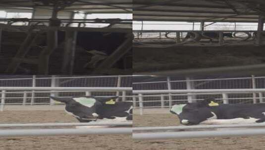 牧场奶牛（竖屏）高清在线视频素材下载