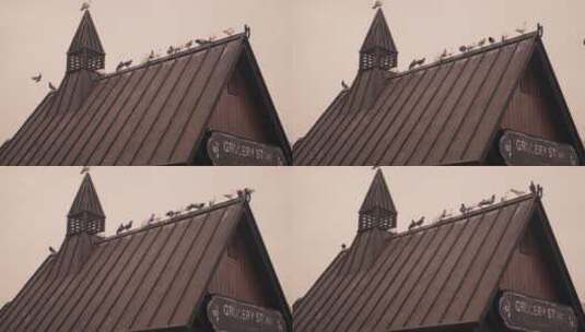 屋顶鸽子空镜，广场同期声高清在线视频素材下载