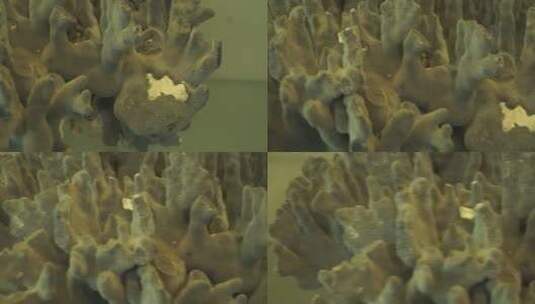 珊瑚石珊瑚礁化石标本高清在线视频素材下载