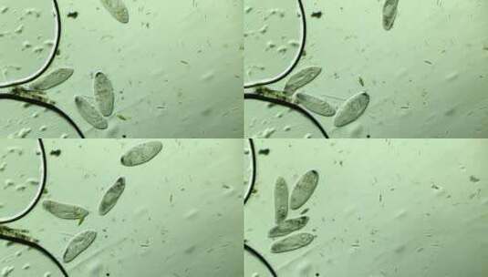 显微镜下的很多草履虫 放大100倍高清在线视频素材下载