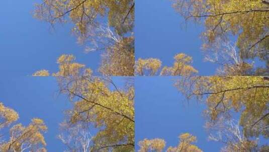 仰望旋转蓝色天空秋天金色树叶树木树枝树梢高清在线视频素材下载