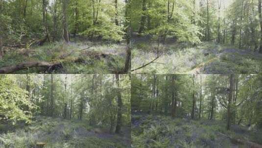 航拍的树林里蓝铃草景观高清在线视频素材下载