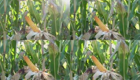 阳光下的玉米高清在线视频素材下载