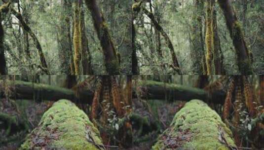 夏季雨季森林植物苔藓潮湿高清在线视频素材下载