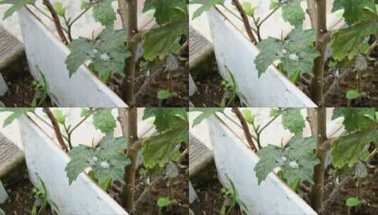 树叶上采水的蚁群高清在线视频素材下载
