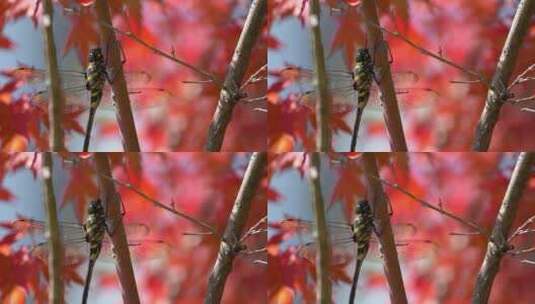 阳光下的枫树叶高清在线视频素材下载