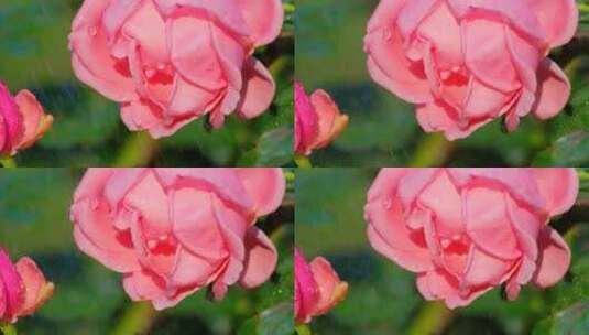 雨中的玫瑰花 月季花 鲜花 花朵高清在线视频素材下载