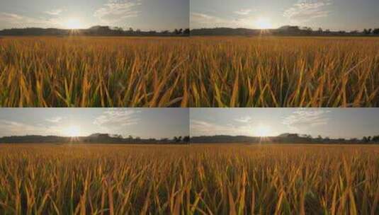 秋天，阳光中金黄的稻谷高清在线视频素材下载